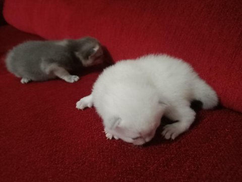 N11 british shorthair yavruları yuva arıyor