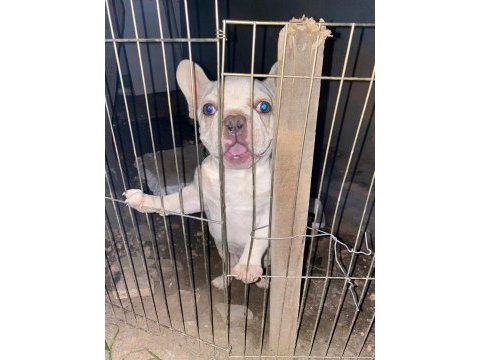 Egzotik french bulldog erkek