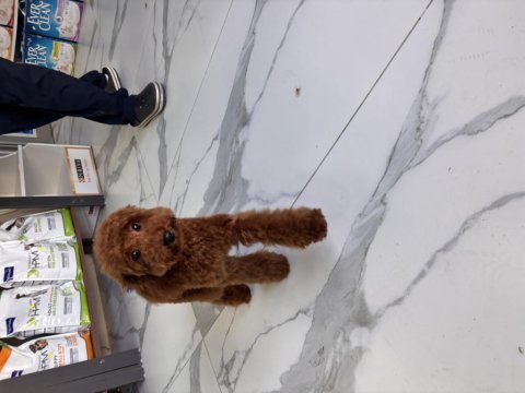 2.5 aylık toy poodle yavru
