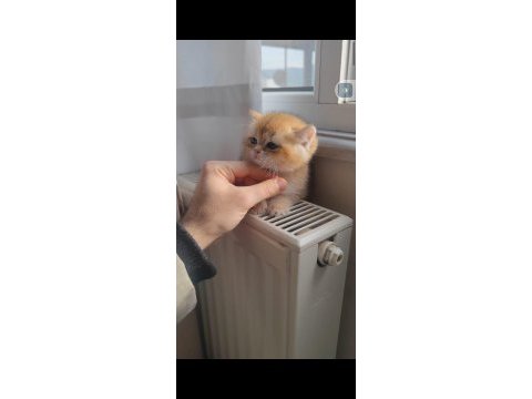 Golden yavru teslime hazır scottish fold