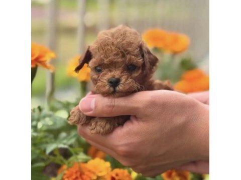 Toy poodle safkan