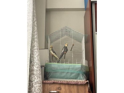Sultan papağanı takımı pied grey