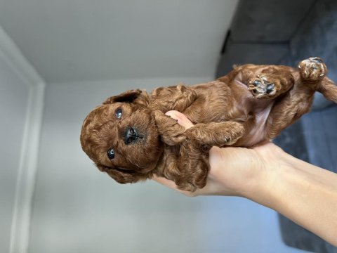 50 günlük dark poodle yavrular
