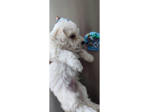 Tombiş maltipoo yavrular