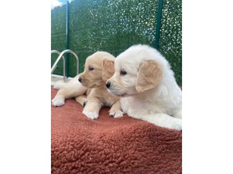 Dişi golden retriever bebekler
