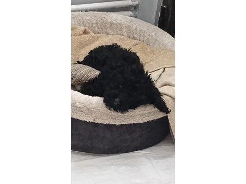 Siyah toy poodle köpeği