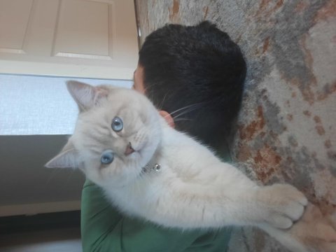 7 aylık british shorthair damızlık erkek kedimiz