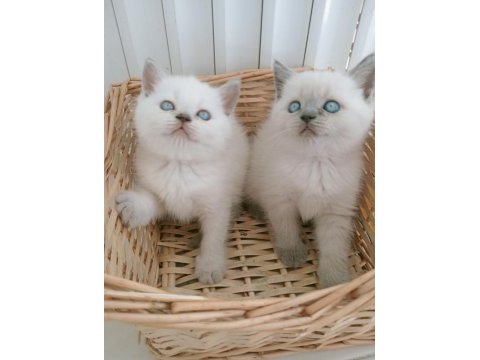 Mavi gözlü blue point british shorthair yavrular