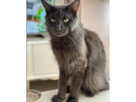 Safkan main coon