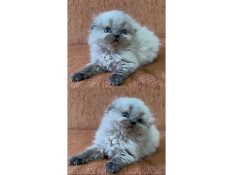 Minik scottish fold longhair prenses