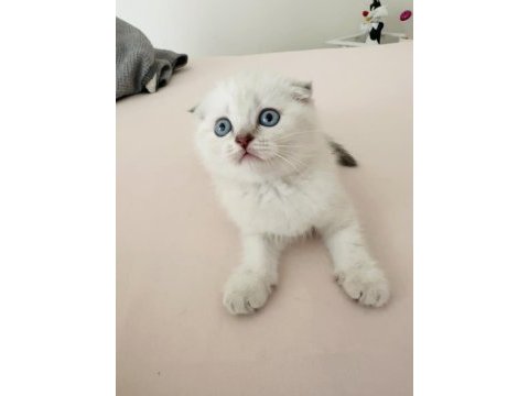 Saf kan ayı surat scottish fold kızım