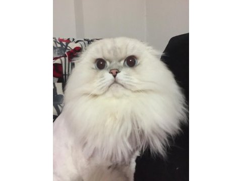 Şecereli oğlumun beyaz british shorthair bebişleri