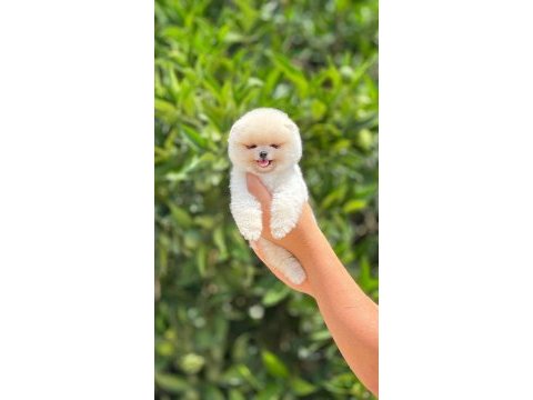 Pomeranian boo orjinal ırk garantili