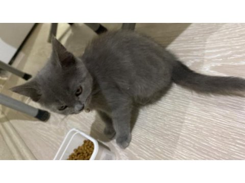 British shorthair yavrusu