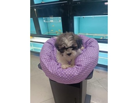 Sağlık ve ırk garantili yavru shih tzu