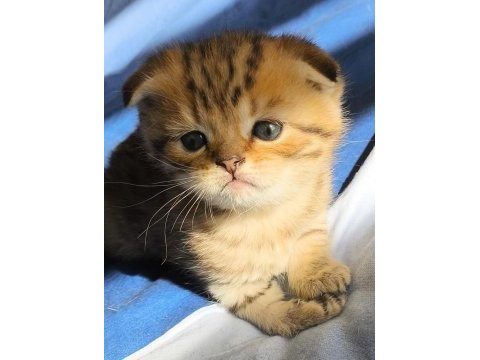 Efsane tatlı scottish fold silver yavrular
