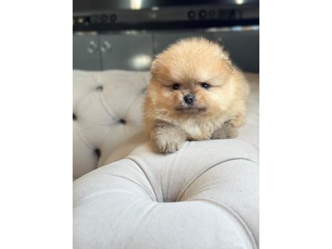 Dişi ve erkek pomeranian boo kardeşler