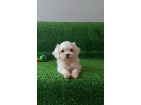 Orijinal maltese yavrularımız