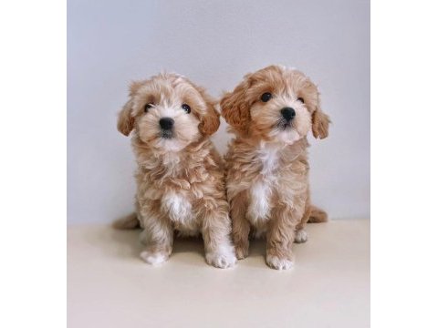 Garantili maltipoo bebekler