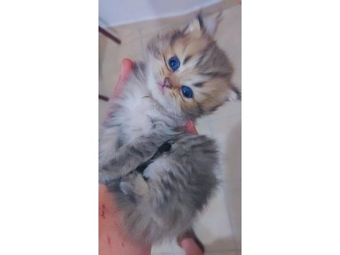 Safkan bebekler british longhair