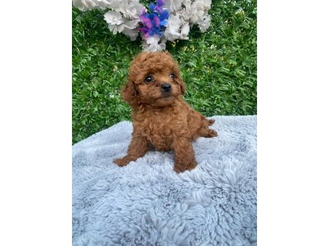 Toy poodle yavruları