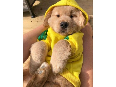 Golden retriever adrese teslim hizmetimiz vardır
