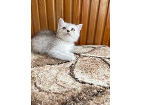 British shorthair silver point 2 aylık dişi