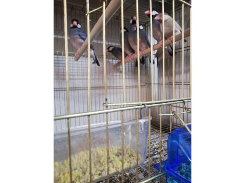 Sahibinden farklı renklerden ve cinslerden finch kuşları
