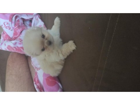 2 aylık yavru pekinez köpekler