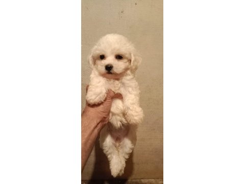 Orijinal maltese terrier bebeklerimiz