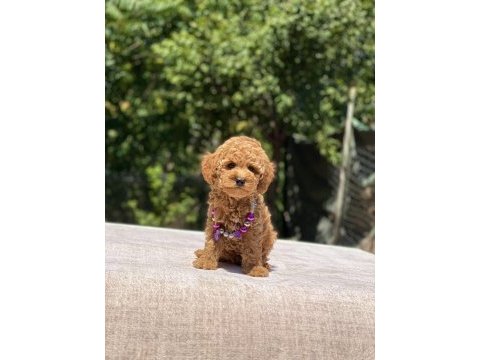 Çok sevimli ve oyuncu toy poodle yavrularımız