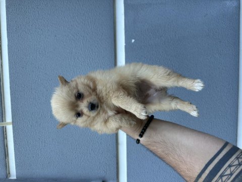 A kalite sağlıklı uygun pomeranian