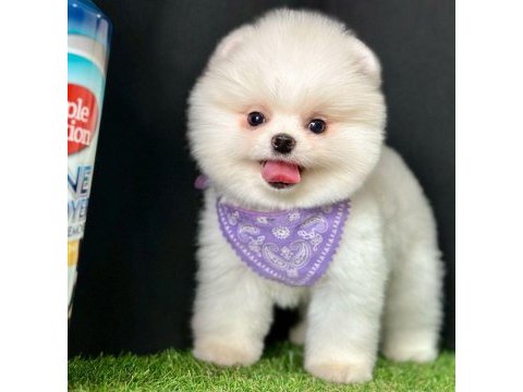 Safkan pomeranian boo bebekler