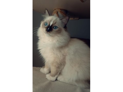 Uygun fiyata ragdoll yavru
