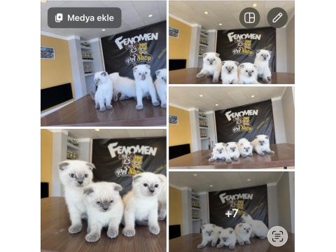 Kediciden renk renk scottish fold yavrular ankara 