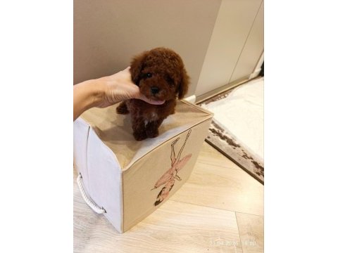 Kore toy poodle yavrular
