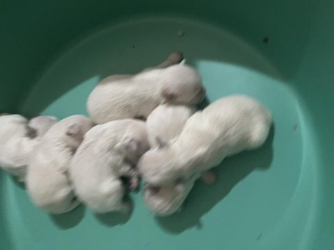 Korekan maltese terrier
