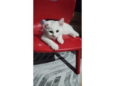 Minik kedilere yuva aranıyor