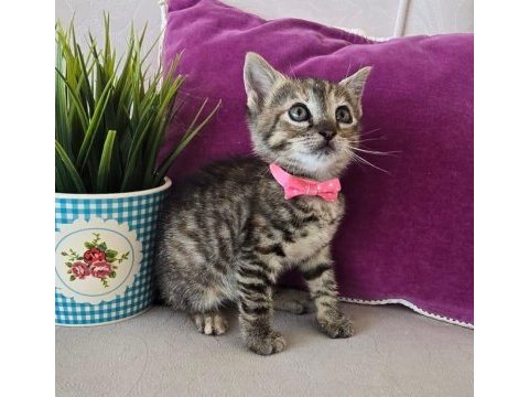 Bebek ücretsiz tekir kedimiz