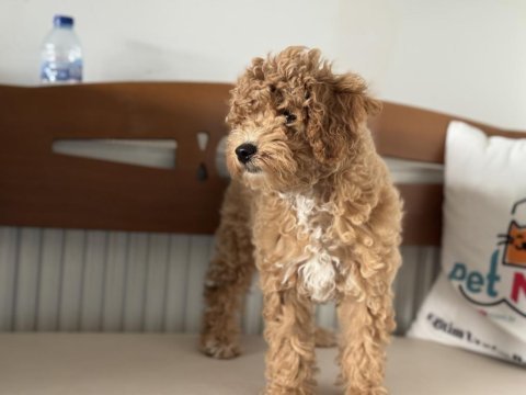 Petmode köpek çiftliğinde wc eğitimli maltipoo