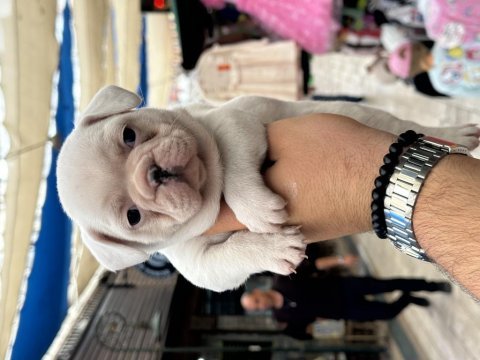 Kar beyaz sağlıklı orjinal french bulldog