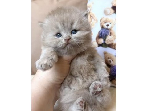 British longhair yavru