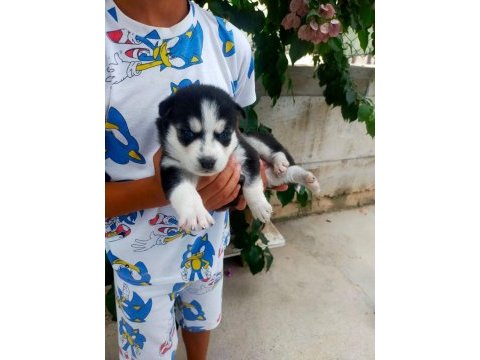 Husky köpeği bebekler