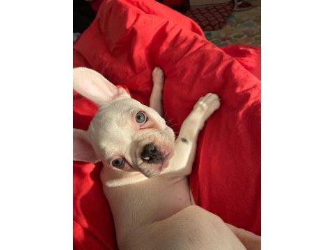 10 ekim doğumlu 6 aylık aşırı oyuncu french bulldog