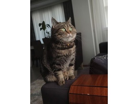 Scottish straight golden tabby
