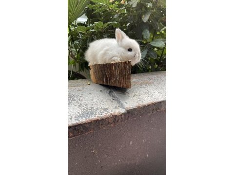 Safkan cüce tavşan yavrularımız gönderim var