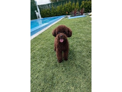 Teacup poodle dişi yavru