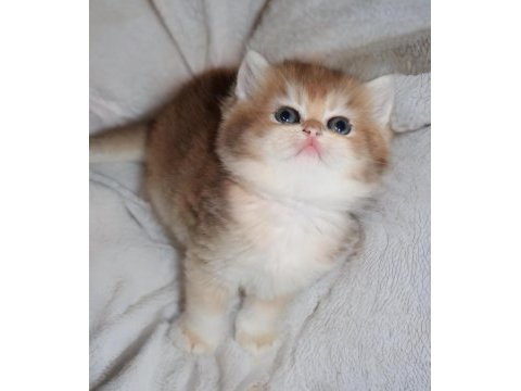 British shorthair türkiyede eşi benzeri yok
