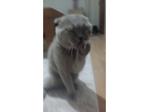Erkek scottish fold cins