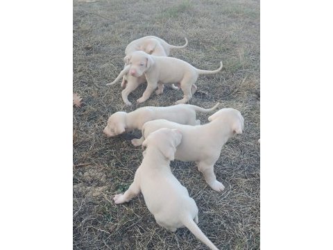 Albino doberman türkiyenin en seçkin köpekleri